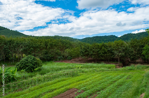 Schöne Feld in einer Berglandschaft in Nordthailand