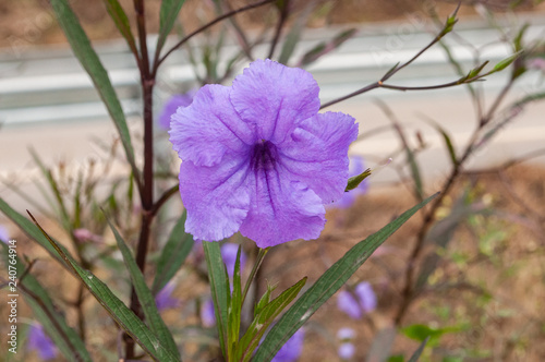 Nahaufnahme einer lilanen Blüte