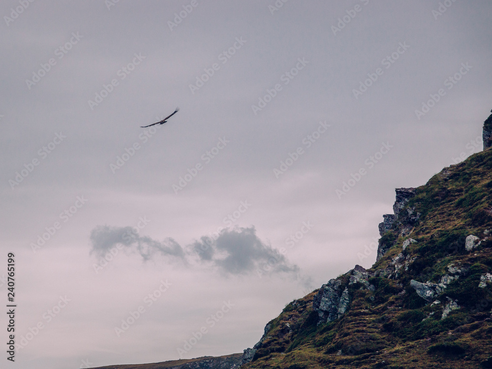 An eagle flying in the ossay valley An eagle flying in the ossay valley