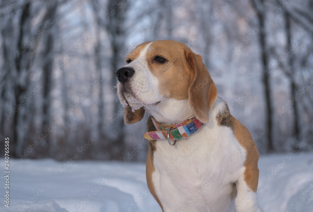 Beagle dog on a walk in the winter snow-covered Park