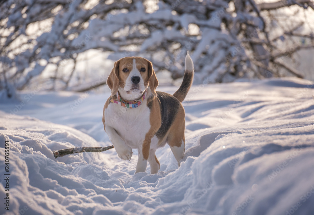 Beagle dog on a walk in the winter snow-covered Park