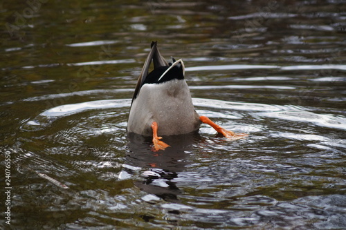 Eine Ente, die mit dem Kopf ins Wasser taucht