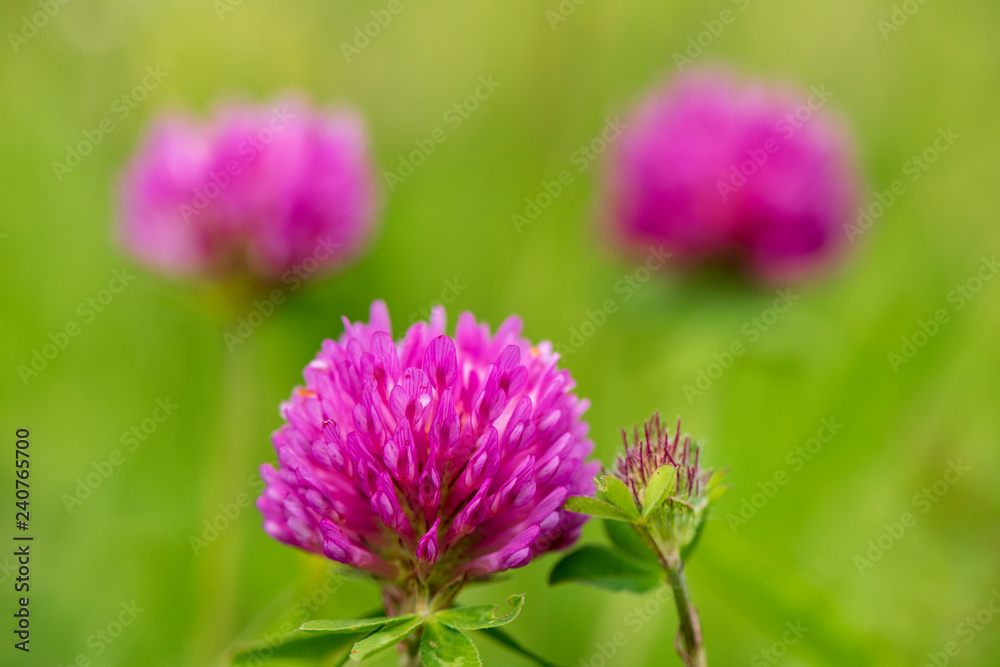 Frühlingsblume und Blüte auf Wiese Frühlingsblume und Blüte auf Wiese