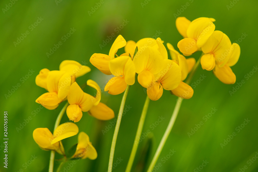 Obraz premium Frühlingsblume und Blüte auf Wiese