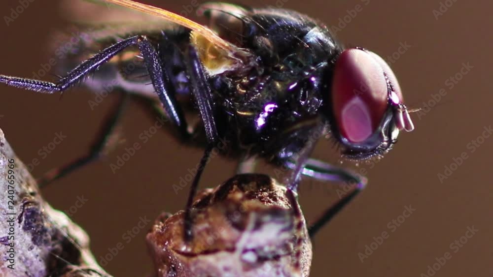 Mosca doméstica close up