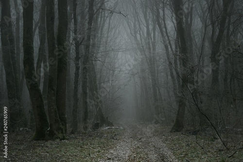 Gloomy forest
