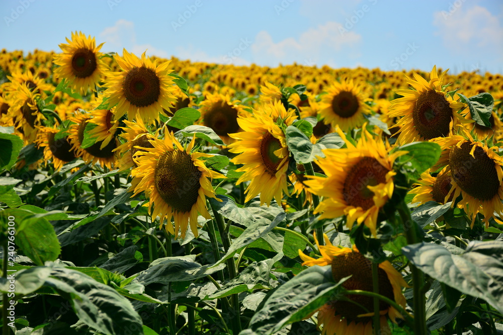 Fototapeta premium field of sunflowers