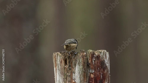 Coal Tits (Periparus ater) and a blue Tit feeding on a tree stump in the Abernathy forest in the highlands of Scotland. photo