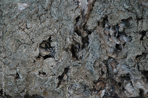 Baumrinde