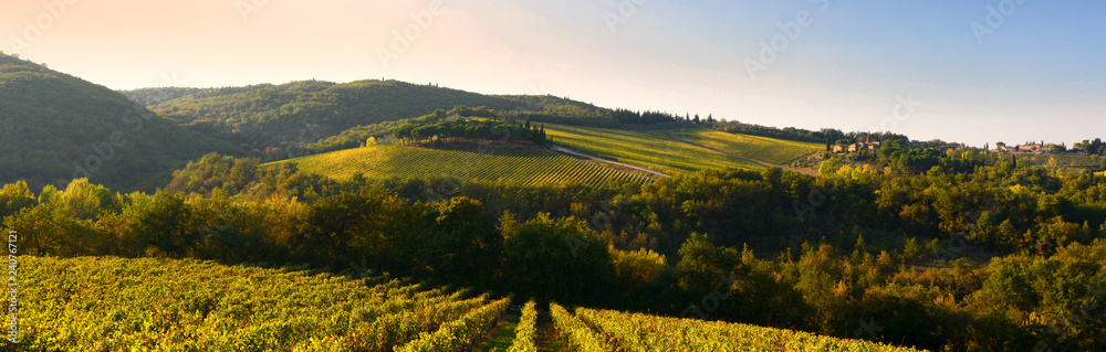 Rows of vineyards in Tuscany near Castellina in Chianti (Siena). Italy