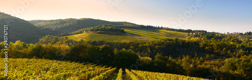 Rows of vineyards in Tuscany near Castellina in Chianti  Siena . Italy