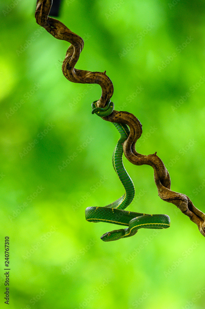 Obraz premium Bothriechis lateralis is a venomous pit viper species found in the mountains of Costa Rica and western Panama