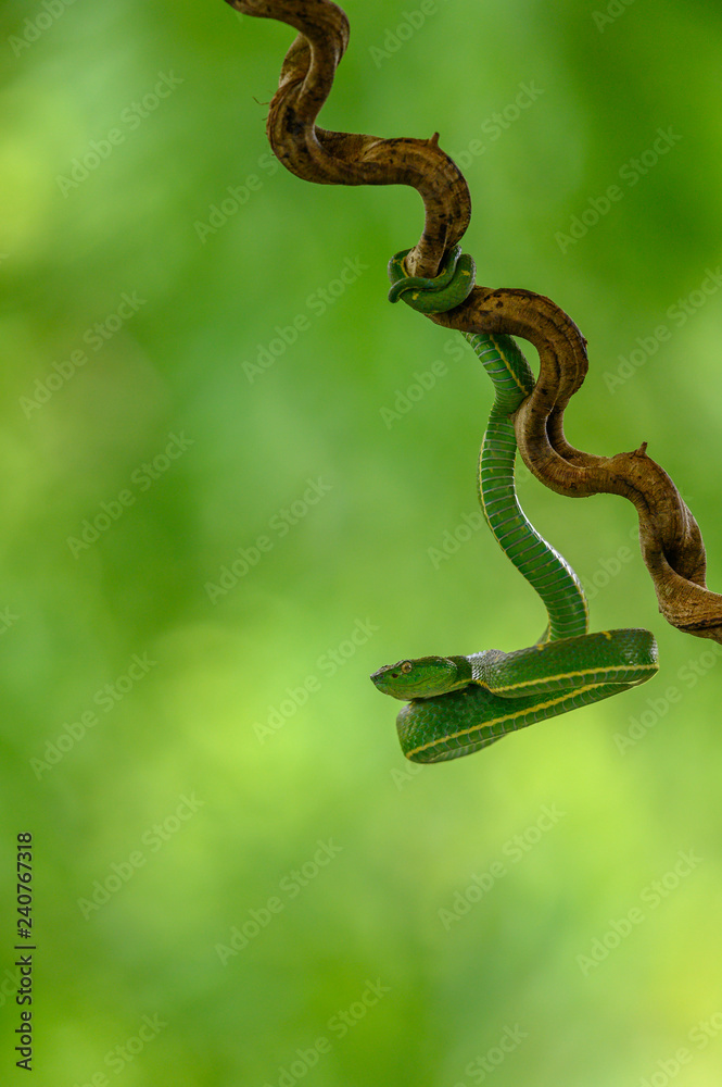 Obraz premium Bothriechis lateralis is a venomous pit viper species found in the mountains of Costa Rica and western Panama