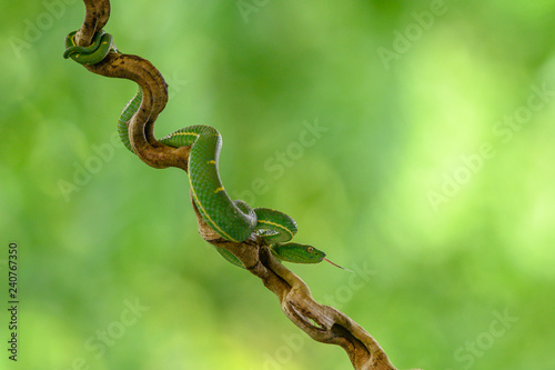 Bothriechis lateralis is a venomous pit viper species found in the mountains of Costa Rica and western Panama © vaclav