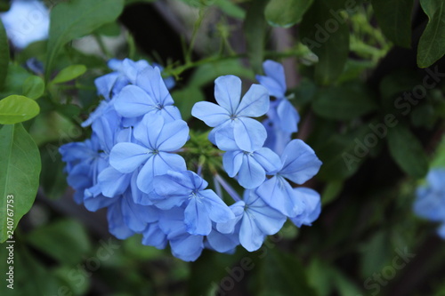 Blue hydrangea Flower