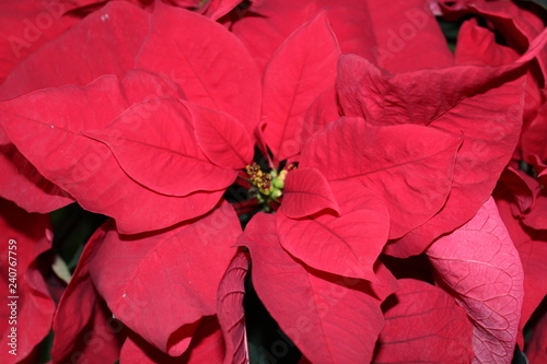 Close up poinsettia