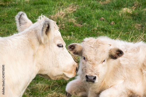 Mother and calf Charolais cattle sitting down
