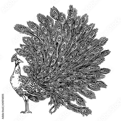 Peacock with feathers. Sketch. Engraving style. Vector illustration.