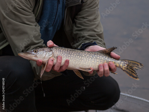 Fisherman holds small northern pike (Esox lucius), Czech Republic