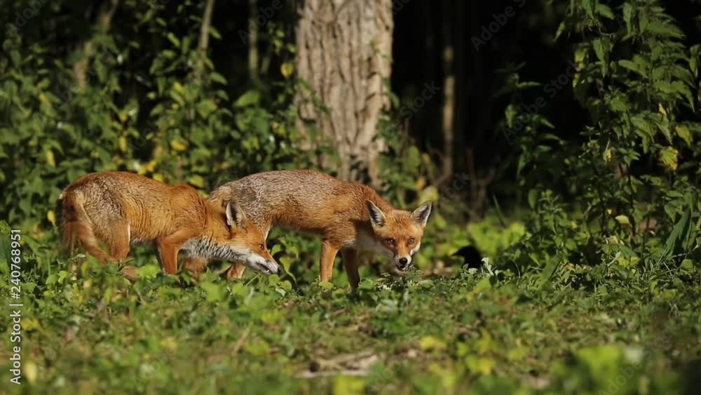 Stunning wild Red Foxes, Vulpes vulpes, feeding in a field at the edge of a wood. Stunning wild Red Foxes, Vulpes vulpes, feeding in a field at the edge of a wood.