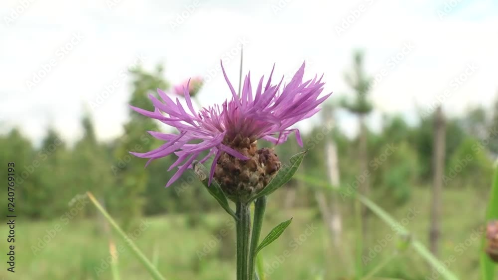 Cornflower rough (Centaurea scabiosa) is used as a drug. Centaurea scabiosa or greater knapweed is a perennial plant of the genus Centaurea. Cornflower rough (Centaurea scabiosa) is used as a drug. Centaurea scabiosa or greater knapweed is a perennial plant of the genus Centaurea.