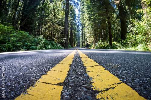 The road through Newton B Drury scenic parkway in Redwood State and National Park is lined with giant Redwood Trees photo