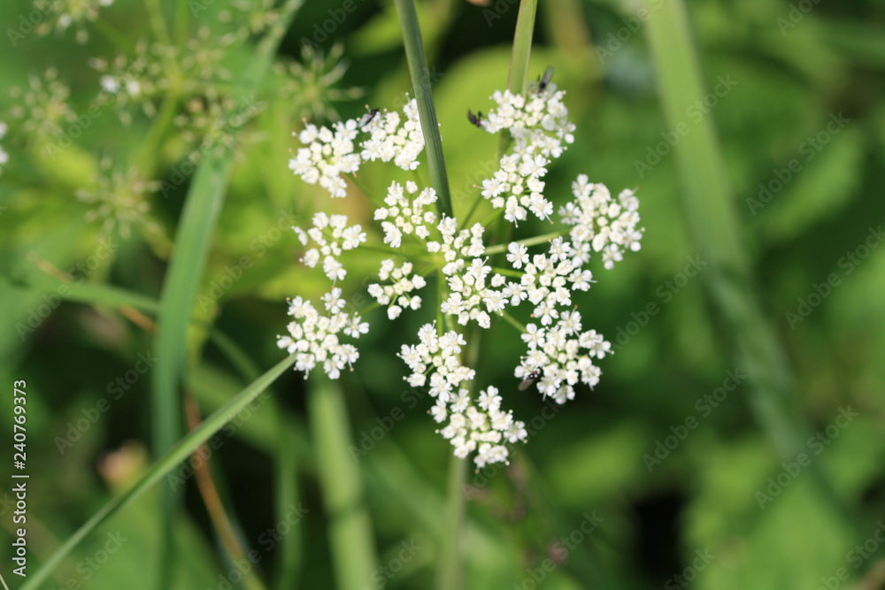 Blume Blume