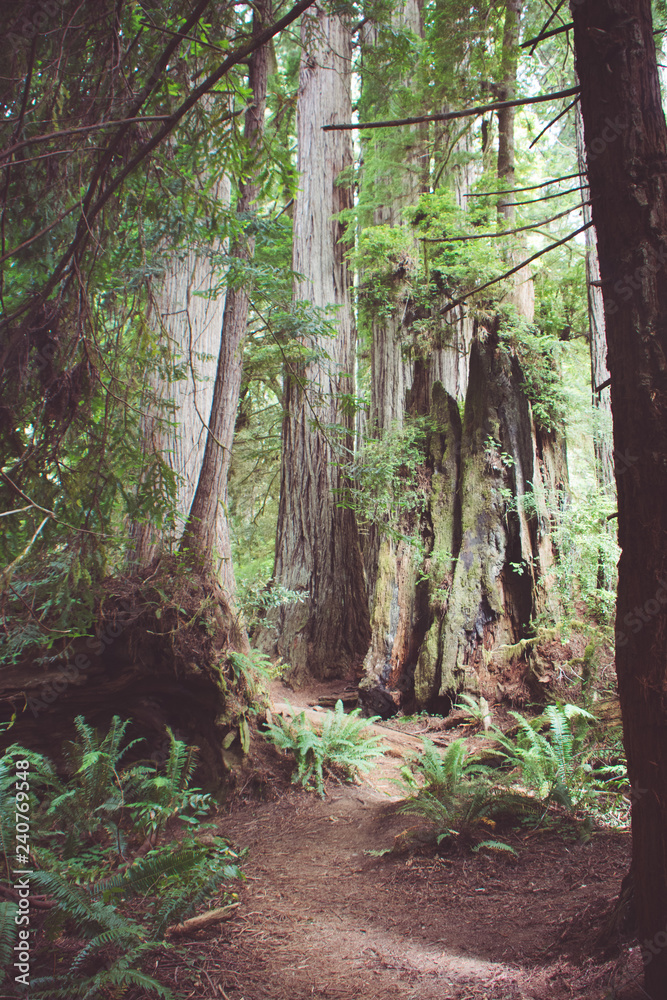 Fototapeta premium Hiking trail through old growth forest in Redwood National Park in California