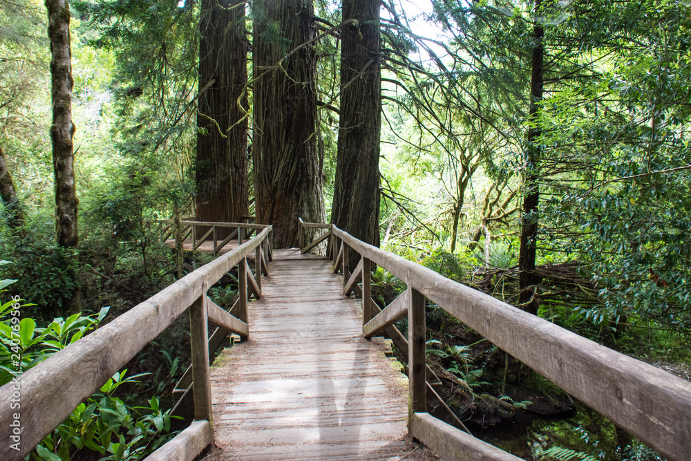 Hiking trail through old growth forest in Redwood National Park in California Hiking trail through old growth forest in Redwood National Park in California