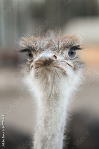 Beautiful bird ostrich details with interesting eyes. © Artūrs Stiebriņš
