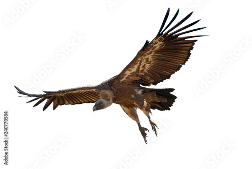 Griffon Vulture  Gyps fulvus  flying with white background  silhouette of bird