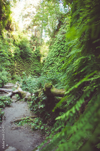 Artistic focus and angle of the vegetation on the canyon walls along the Fern Canyon hike in Redwood National Park California