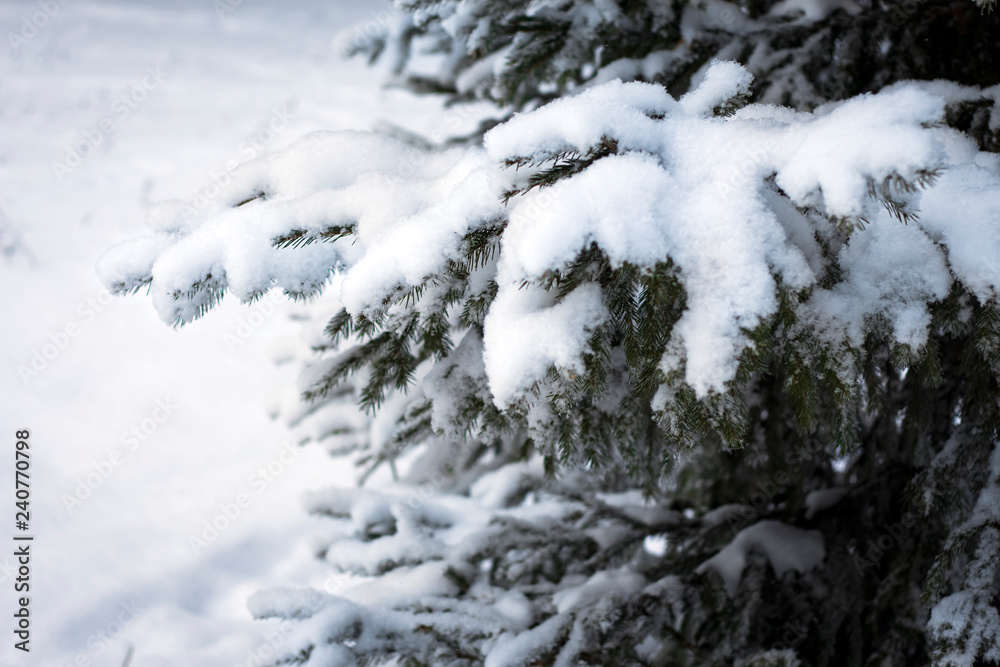 snow-covered spruce branch in the city Park snow-covered spruce branch in the city Park