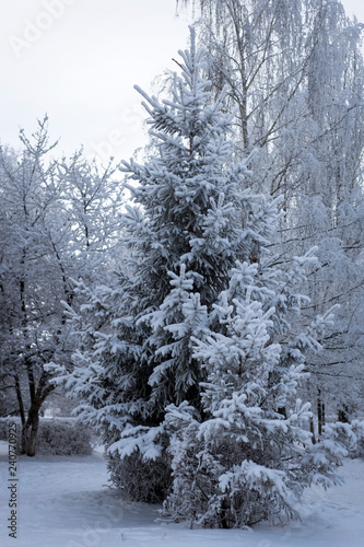 Fabulous winter landscape with snow-covered Christmas tree