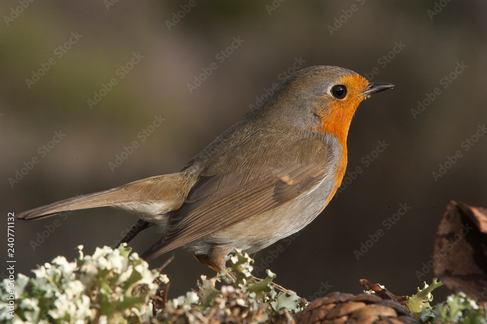 Robin - Erithacus rubecula, standing on the ground Robin - Erithacus rubecula, standing on the ground