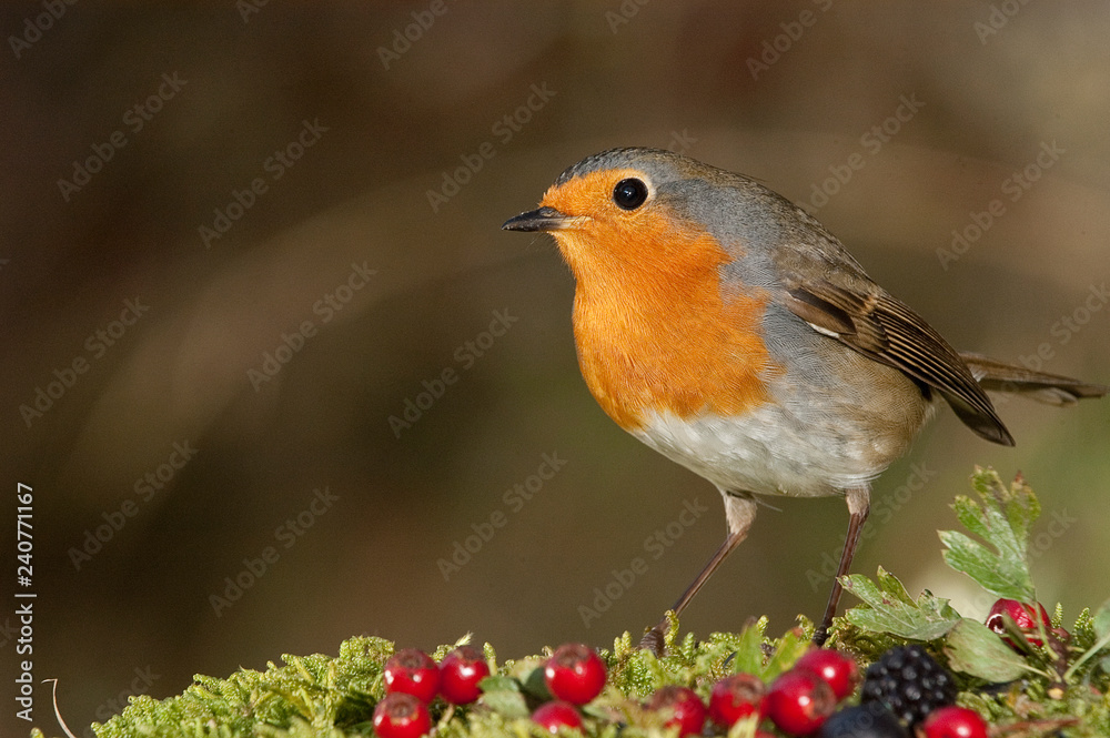 Robin - Erithacus rubecula, standing on the ground with wild berries