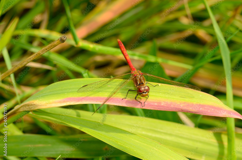 Dragonfly is an insect living near water bodies. Dragonfly is an insect living near water bodies.