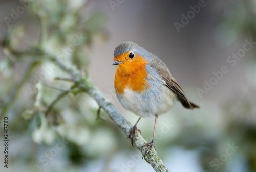 Robin - Erithacus rubecula, standing on a branch