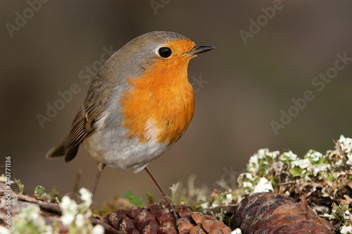 Robin - Erithacus rubecula, standing on the ground © JAH