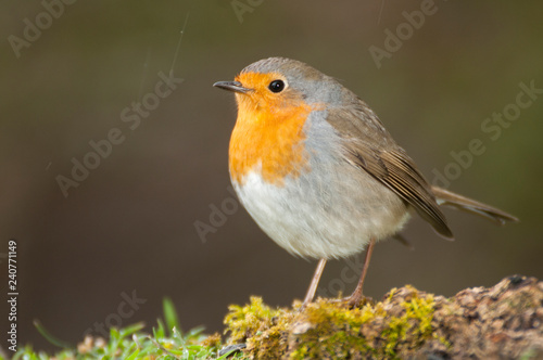 Robin - Erithacus rubecula, standing on the ground © JAH