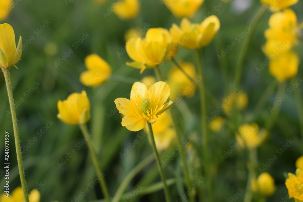 Yellow flowers, macro photography