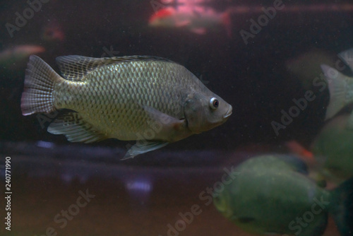 beautiful fish under water photo
