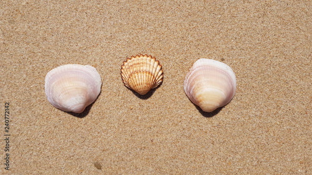 Conchas na areia da praia em dia de sol Conchas na areia da praia em dia de sol