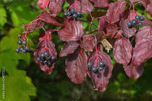 Schwarze Früchte des Roten Hartriegels, Cornus sanguinea photo