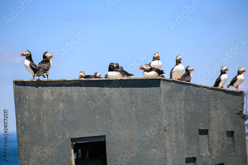 Selective Focus on Puffins perched on Bird Blind on Macias Seal Island Guided Tour