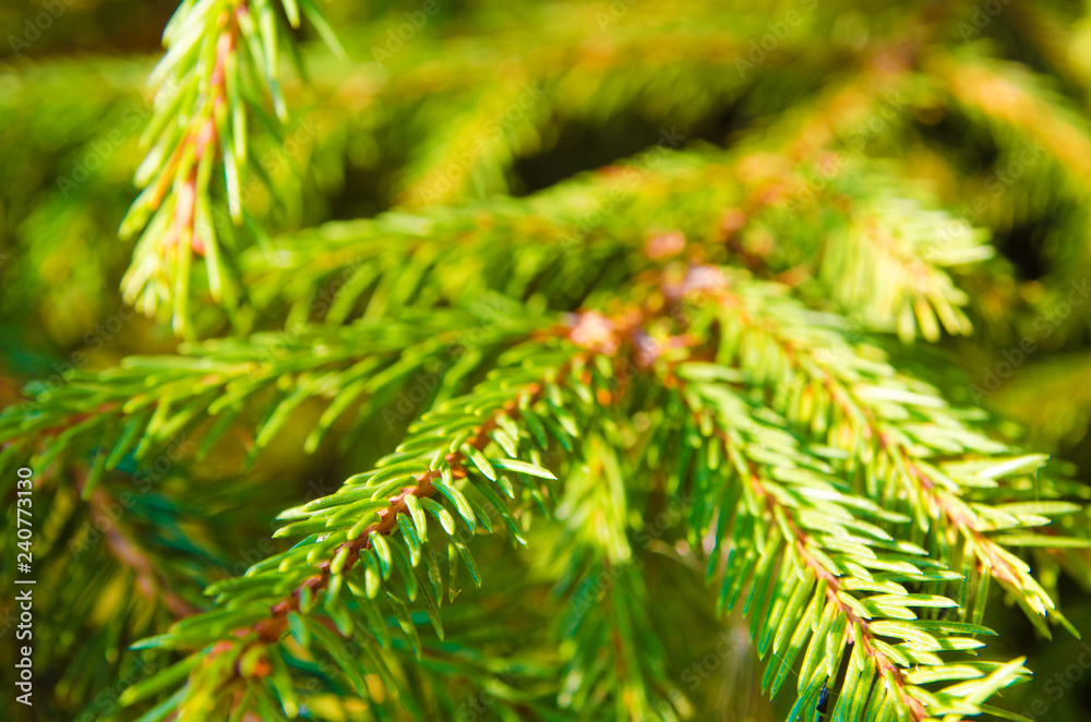 pine tree pine tree
