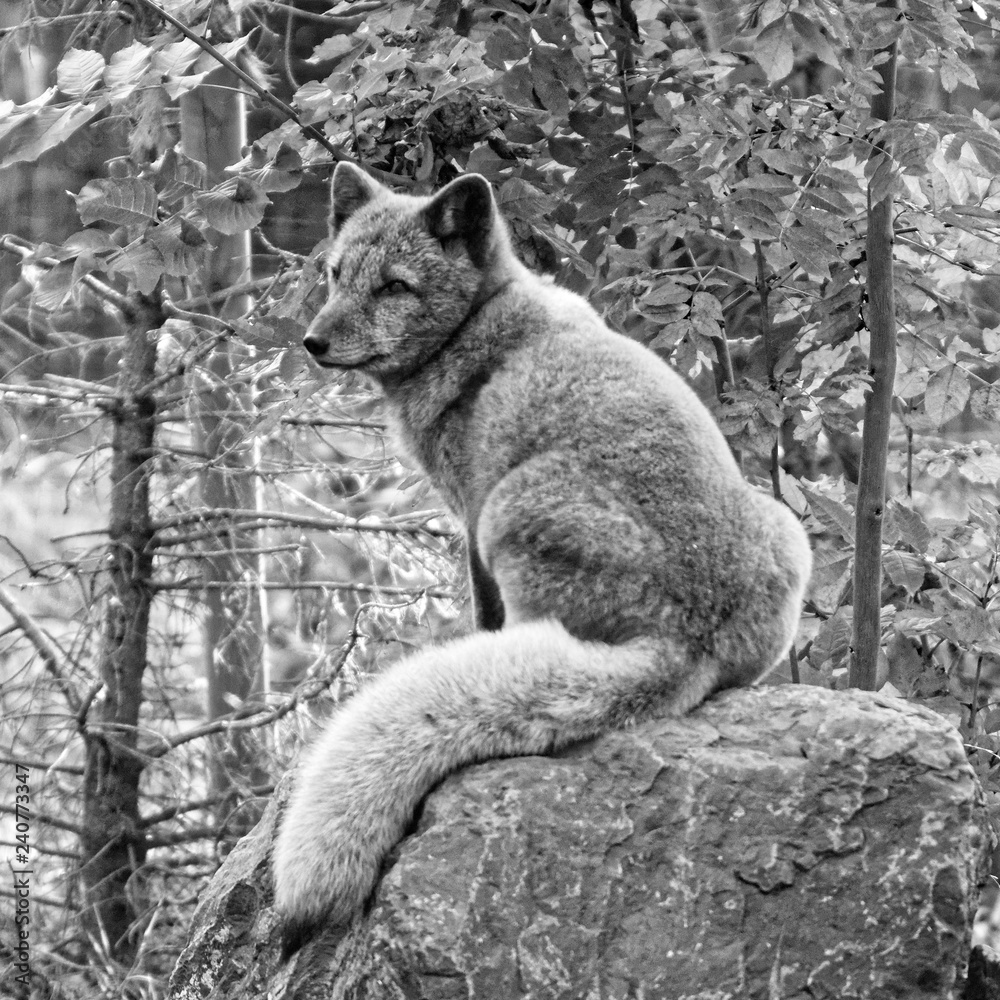 Obraz premium Renard polaire 6