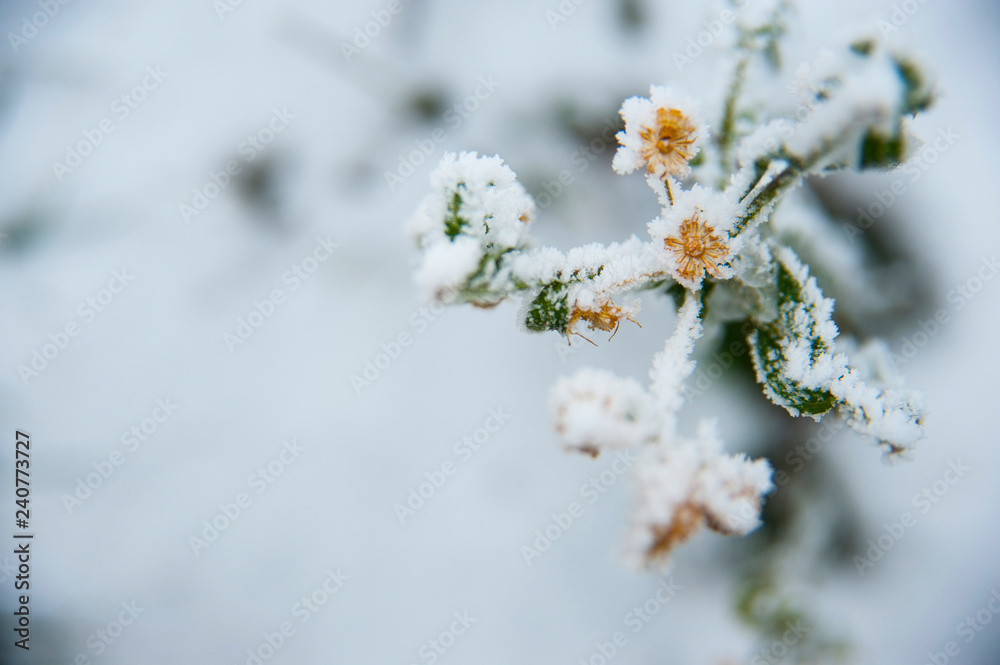 Top view, close to frozen, snow-covered flower with green leaves
