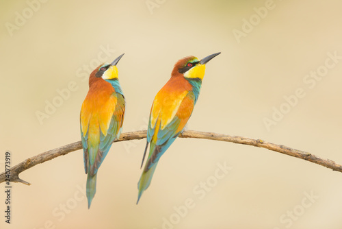 Birds standing on tree branch