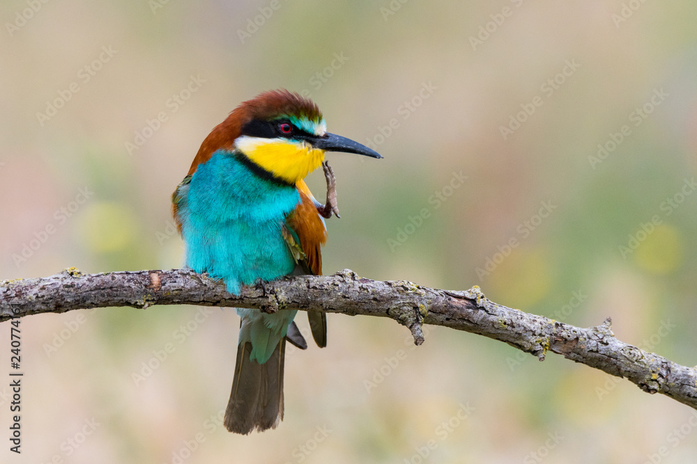 Bird standing on tree branch Bird standing on tree branch